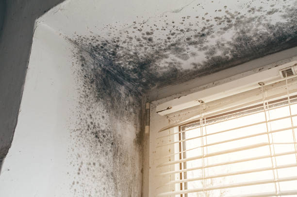 Affordable Mold Cleanup solutions in Joint Base Mdl, NJ
