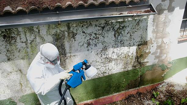 Top rated local Mold Cleanup specialists in Joint Base Mdl, NJ